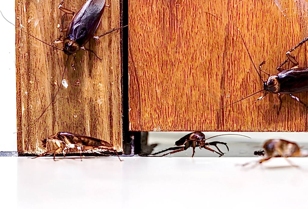 haşere kontrolü, böcek ilaçlama, fare ilaçlama, endüstriyel haşere mücadelesi, çevre sağlığı hizmetleri, hijyen kontrolü, pest kontrol, dezenfeksiyon, uzman çevre, ilaçlama firması